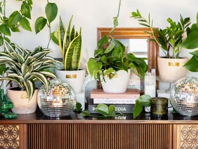 Cây phong thủy cho từng độ tuổi: May mắn và tài lộc