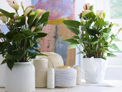 Những lưu ý khi chọn cây cảnh phong thủy trong phòng khách