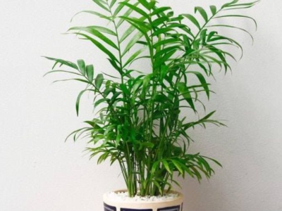 Cần lưu ý những gì khi trồng cây cảnh trong nhà?