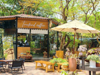 Đơn Vị Chuyên Cung Cấp Mẫu Cây Xanh Trang Trí Quán Cafe Đẹp
