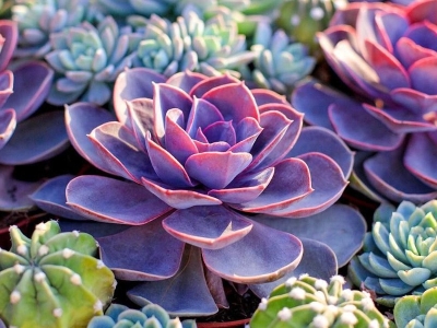 Một số loại cây phong thủy hợp với chủ quán mệnh Kim