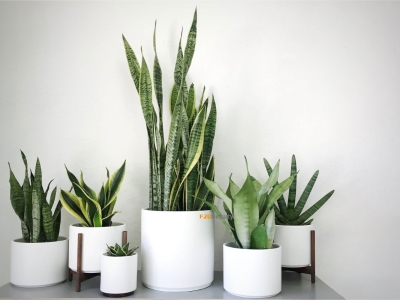 Tìm Kiếm Cây Tài Lộc Quán Cafe Trang Trí Quán Cafe