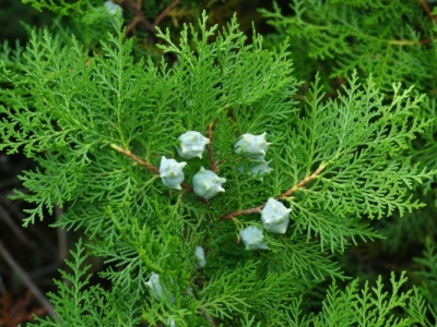 9 loại cây xanh làm hàng rào nhẹ, che nắng tốt nhưng không làm bí sân nhà.