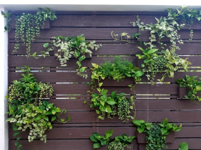 Lựa Chọn Ngay Đơn Vị Chuyên Cung Cấp Cây Cảnh Treo Trang Trí Quán Cafe