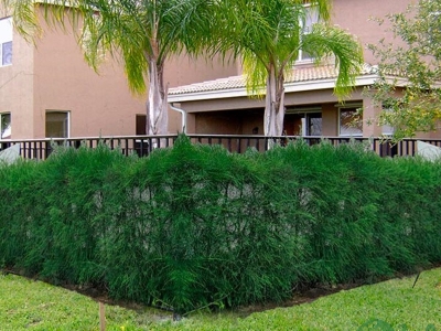 Cây Xanh Làm Hàng Rào Nhẹ: Hướng Dẫn Lựa Chọn Và Chăm Sóc Tối Ưu