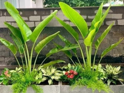 Bỏ túi ngay địa chỉ chuyên phân phối cây trồng quán cà phê