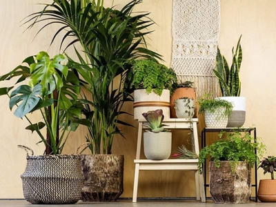 Chậu Cây – Giải Pháp Xanh Cho Mọi Ngôi Nhà