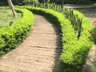 Hướng Dẫn Toàn Diện Về Cây Trồng Viền Sân Vườn: Lựa Chọn, Trồng Và Chăm Sóc