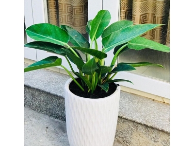 Một số loại cây xanh văn phòng – Quà tặng khai trương ý nghĩa độc đáo