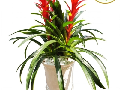 Tìm hiểu về cây xanh chúc mừng chất lượng