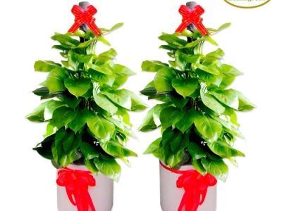 Top cây xanh khai trương làm quà tặng ý nghĩa lời chúc tốt đẹp