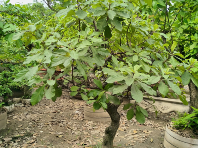 Địa chỉ hàng đầu tại khu vực chuyên cây xanh phong thuỷ