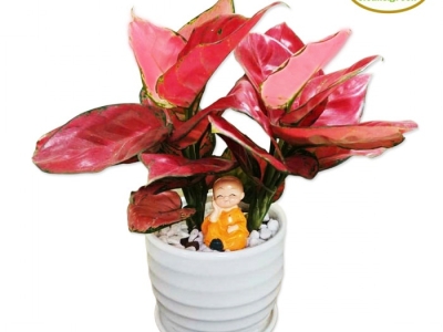 Cây xanh quà tặng - Quà tặng xanh mang nhiều ý nghĩa