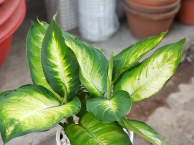 Lựa chọn ngay đơn vị chuyên cung cấp cây xanh trang trí quán cafe