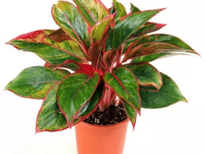 Những loại cây xanh mang lại tài lộc, phong thủy tốt cho nhà phố