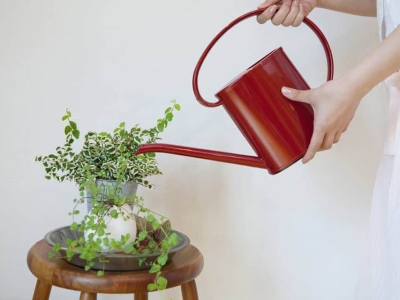 Bật mí bí kíp vàng chăm sóc cây cảnh văn phòng luôn tươi tốt