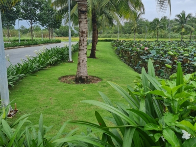 Công ty chuyên chăm sóc cây cảnh biệt thự uy tín