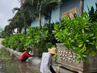 Nhận chăm sóc cây cảnh tại nhà giá tốt