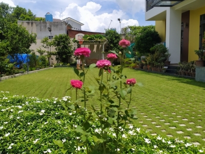 Công ty chuyên chăm sóc cây cảnh tại nhà trọn gói uy tín