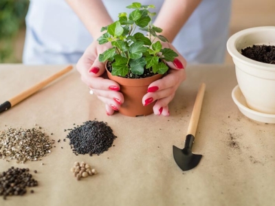 Chăm sóc cây cảnh đem lại những lợi ích gì?