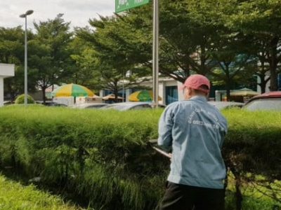 Lưu ngay đơn vị nhận chăm sóc cây xanh biệt thự chuyên nghiệp