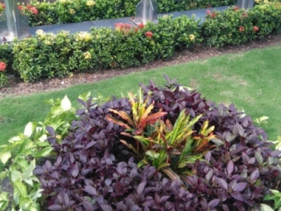 Lưu ngay địa chỉ chuyên chăm sóc cây xanh chuyên nghiệp Bình Dương