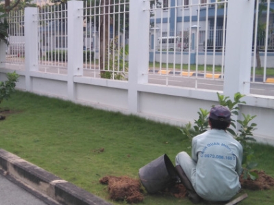 Dịch vụ chăm sóc cây xanh tại nhà chuyên nghiệp uy tín giá tốt