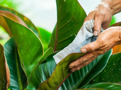 Tìm kiếm dịch vụ chăm sóc cây xanh theo yêu cầu chất lượng