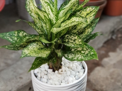 Cho thuê cây cảnh văn phòng - Dịch vụ cho thuê cây cảnh uy tín