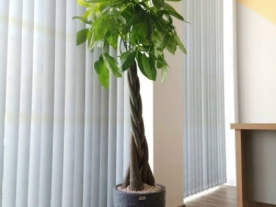 Trải nghiệm dịch vụ cho thuê cây văn phòng đẹp tại Minh Hân