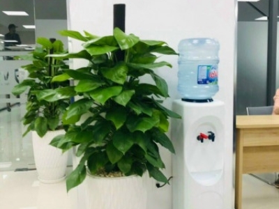 Đâu là đơn vị chuyên cho thuê cây văn phòng giá tốt, chất lượng?