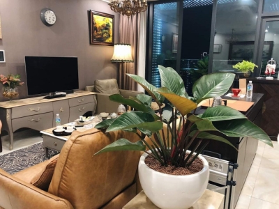 Tìm hiểu về đơn vị chuyên cho thuê cây văn phòng tại Dĩ An