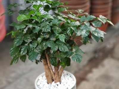 Dịch vụ cho thuê cây xanh văn phòng - Giá tốt, chất lượng, ưu đãi bất ngờ