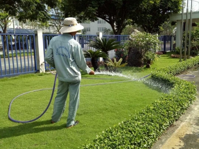 Dịch vụ chuyên chăm sóc cắt tỉa cây xanh chuyên nghiệp hàng đầu