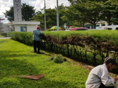 Công ty chuyên chăm sóc cây xanh uy tín tại Bình Dương