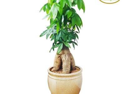 Đừng bỏ qua địa chỉ chuyên cung cấp cây xanh khai trương uy tín