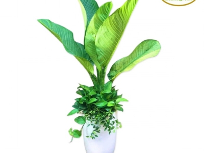 Đơn vị cung cấp chuyên cung cấp cây xanh quà tặng giá tốt