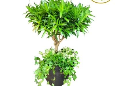 Top địa chỉ chuyên cung cấp cây xanh quà tặng chất lượng Bình Dương