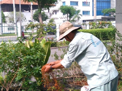Chuyên cung cấp dịch vụ chăm sóc cây xanh uy tín Bình Dương