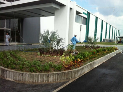 Tham khảo đơn vị chuyên dịch vụ chăm sóc cây xanh văn phòng