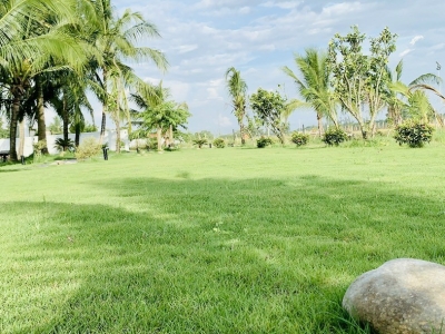 Tìm hiểu ngay dịch vụ chuyên nhận chăm sóc cây cảnh biệt thự