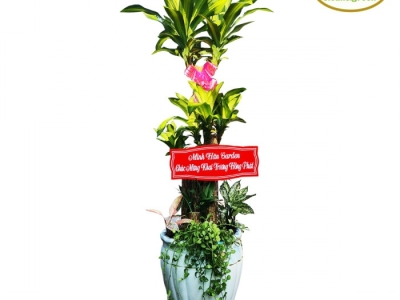 Công ty chuyên nhận cung cấp cây xanh quà tặng chất lượng nhất