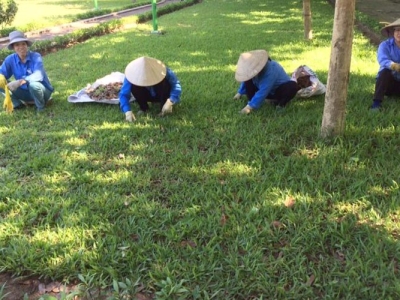 Hé lộ công ty dịch vụ chăm sóc cây xanh giá hợp lý, theo yêu cầu