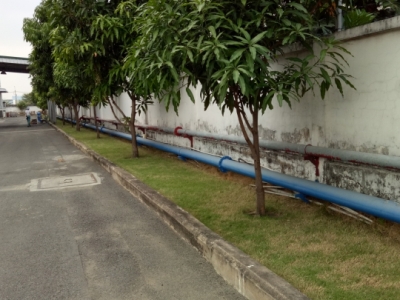 Khám phá ngay công ty dịch vụ chăm sóc cây xanh uy tín Bình Dương