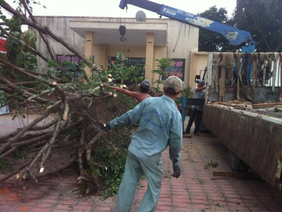 DỊCH VỤ CẮT BỨNG DI DỜI CÂY XANH