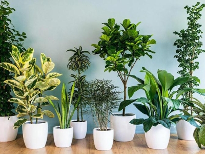 Nên chọn đơn vị cung cấp các loại cây phong thủy uy tín ở đâu?