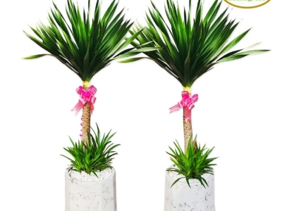 Địa chỉ chuyên cung cấp cây xanh khai trương tại Bình Dương giá tốt