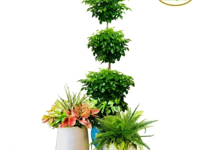 Nơi cung cấp cây xanh khai trương theo yêu cầu giá tốt