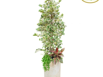 Dịch vụ cung cấp cây xanh quà tặng Bình Dương uy tín