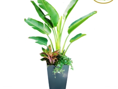 Chuyên cung cấp cây xanh quà tặng chuyên nghiệp giá tốt